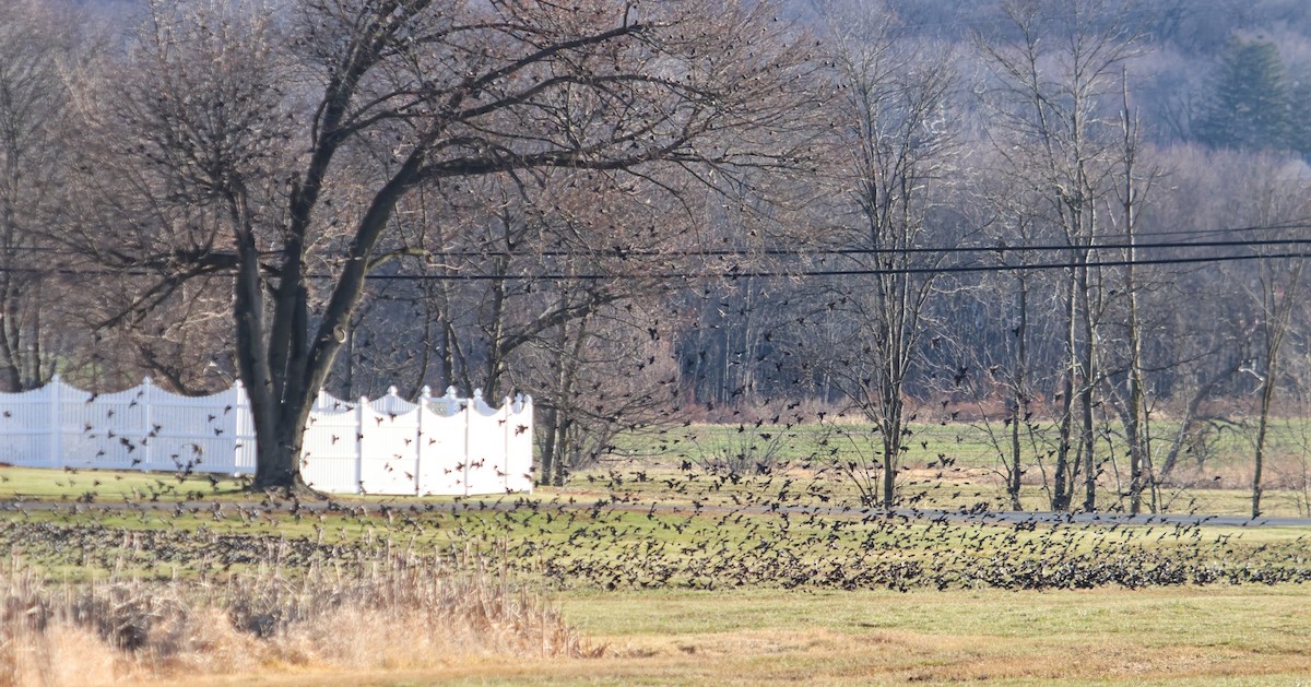 Quiscale bronzé - ML647125802