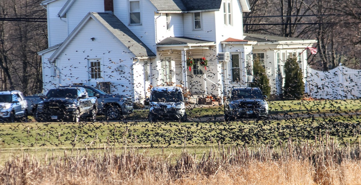 Quiscale bronzé - ML647125803