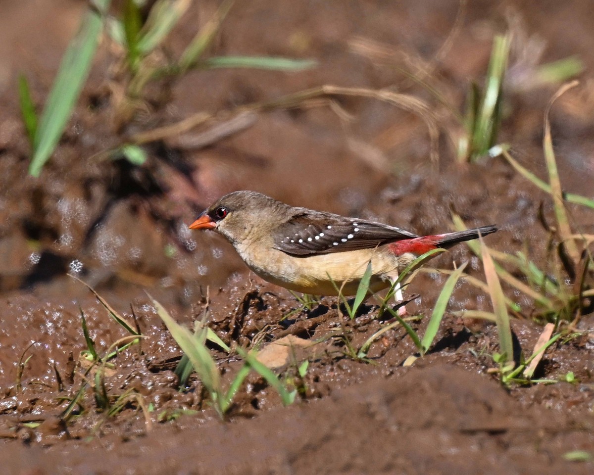 Bengalino comune - ML647125808