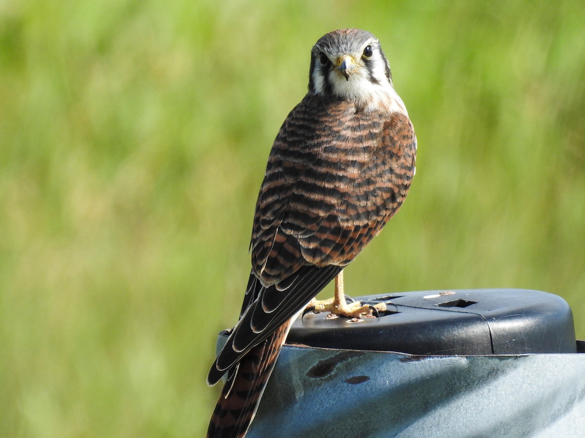 American Kestrel - ML64712581