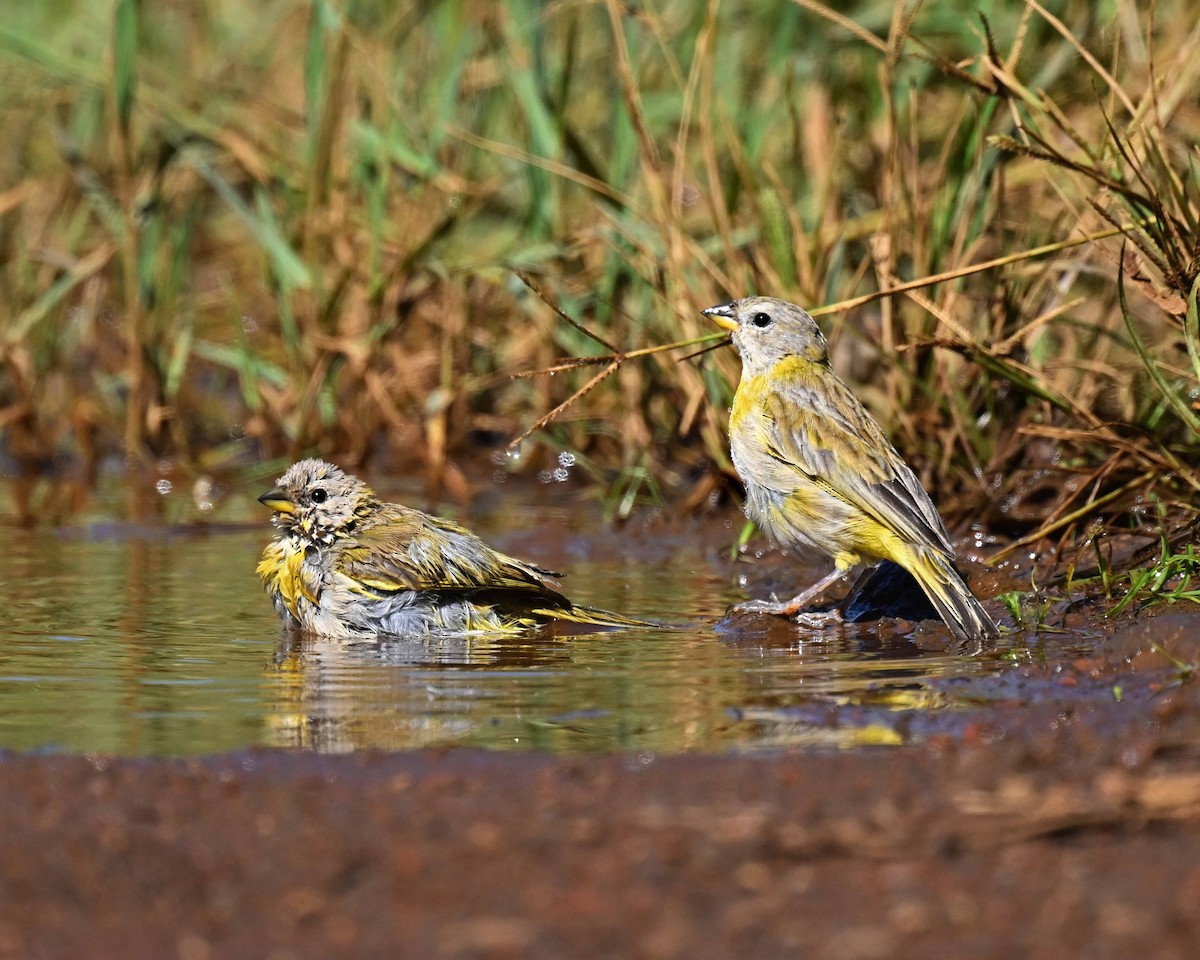 Saffron Finch - ML647125814