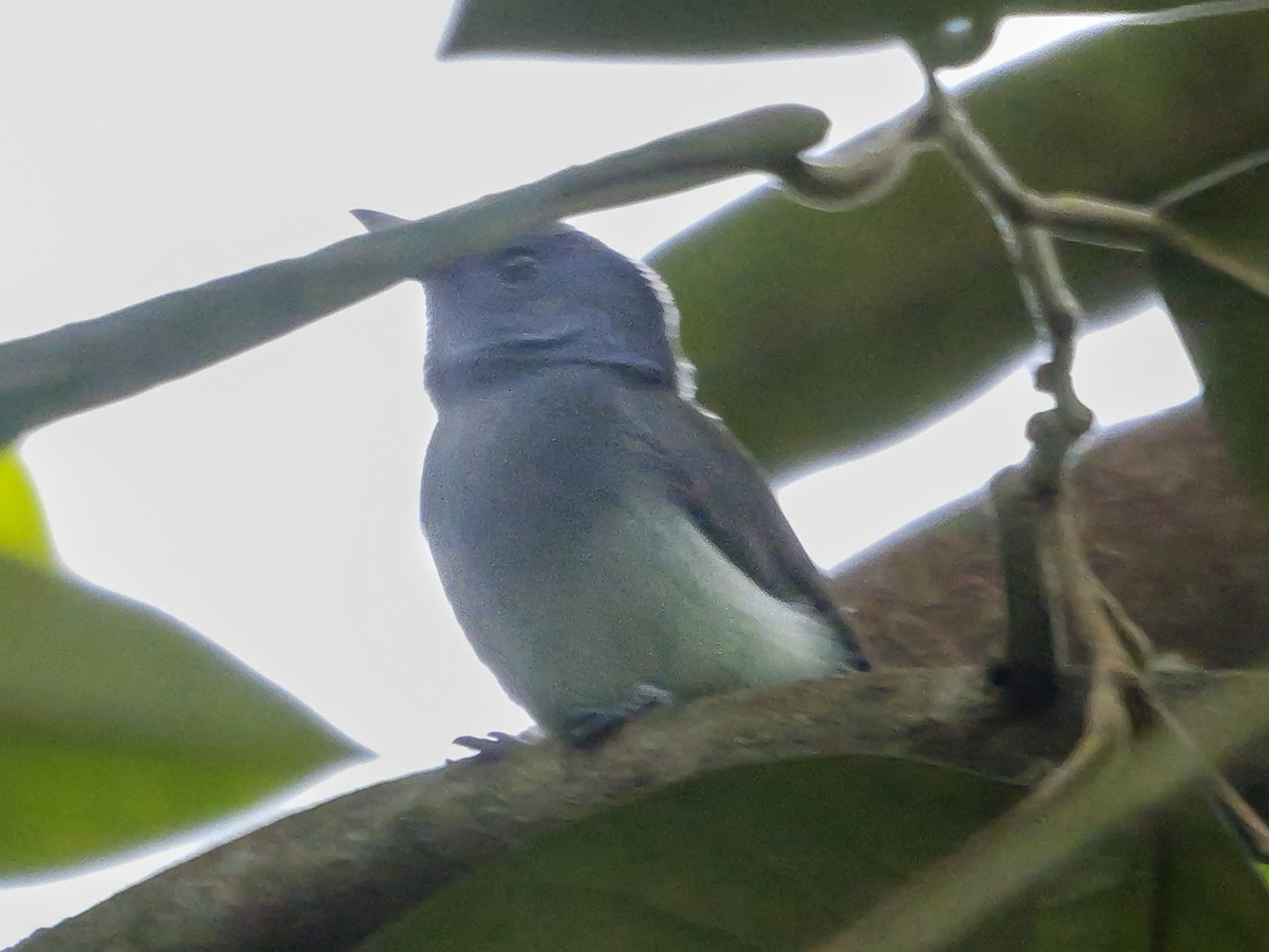 Black-naped Monarch - ML647125818