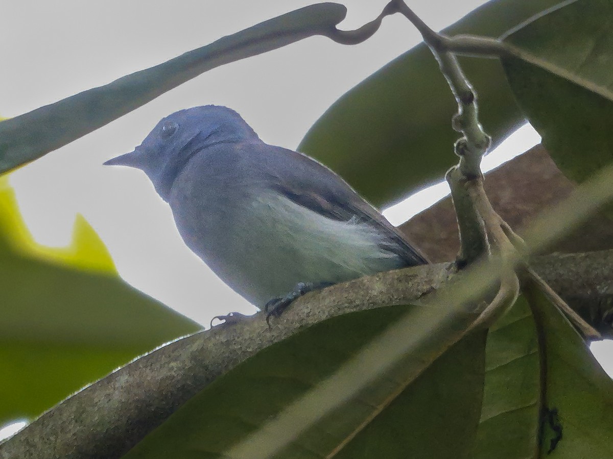 Black-naped Monarch - ML647125819