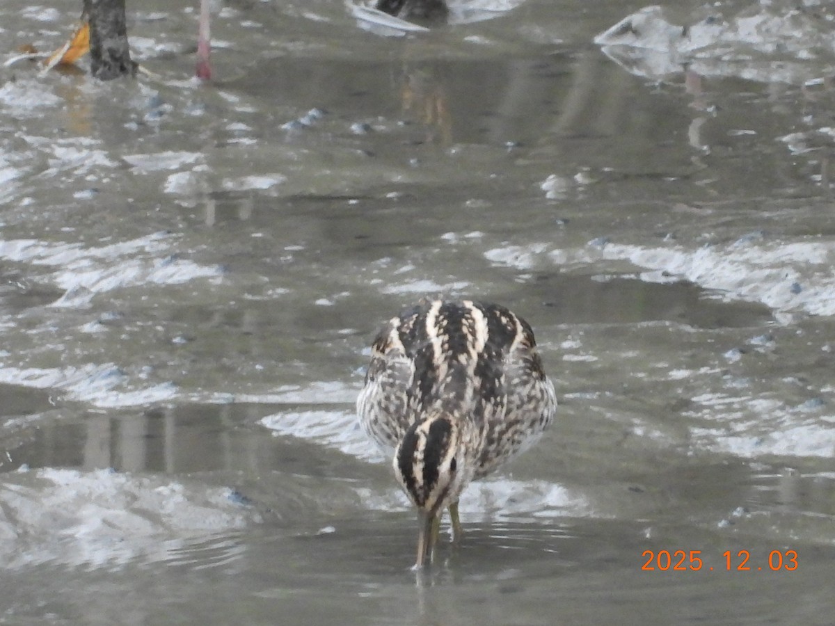 חרטומית ביצות - ML647125821