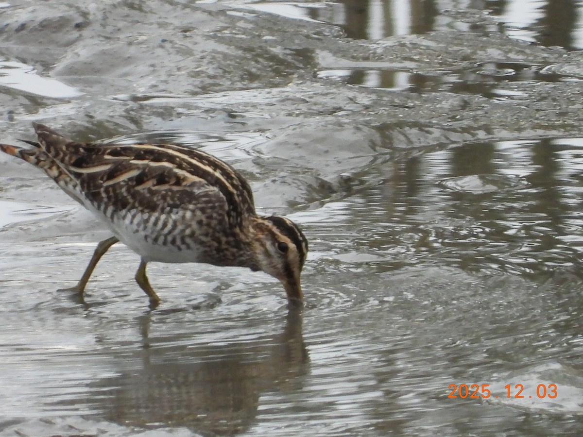 חרטומית ביצות - ML647125822
