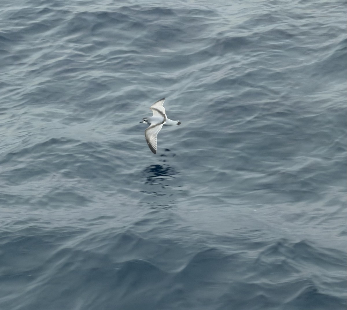Antarctic Prion - ML647125828