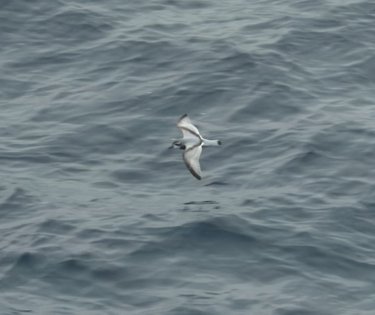 Antarctic Prion - ML647125829