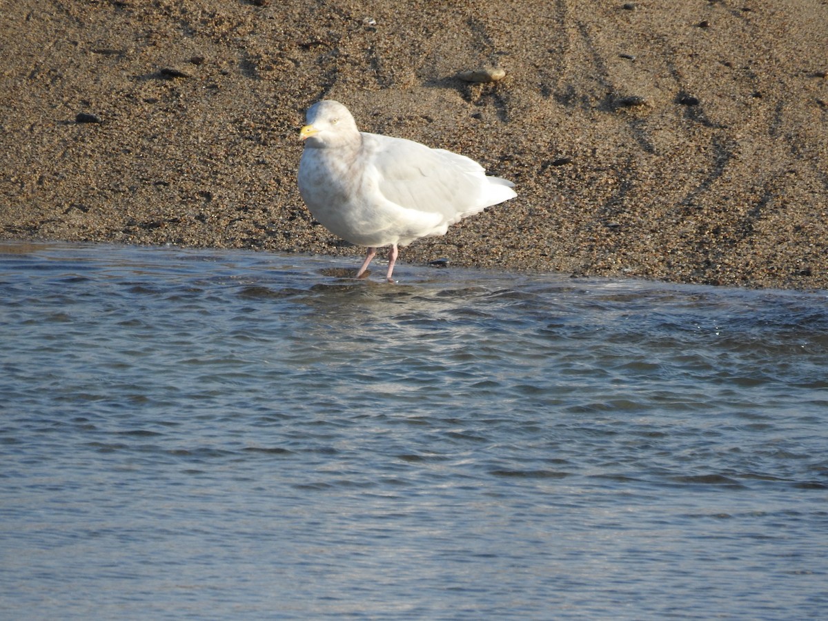 Бургомистр - ML647125833