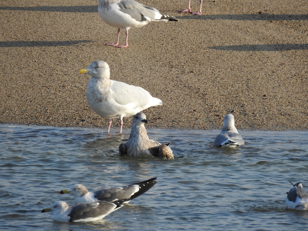 Бургомистр - ML647125834