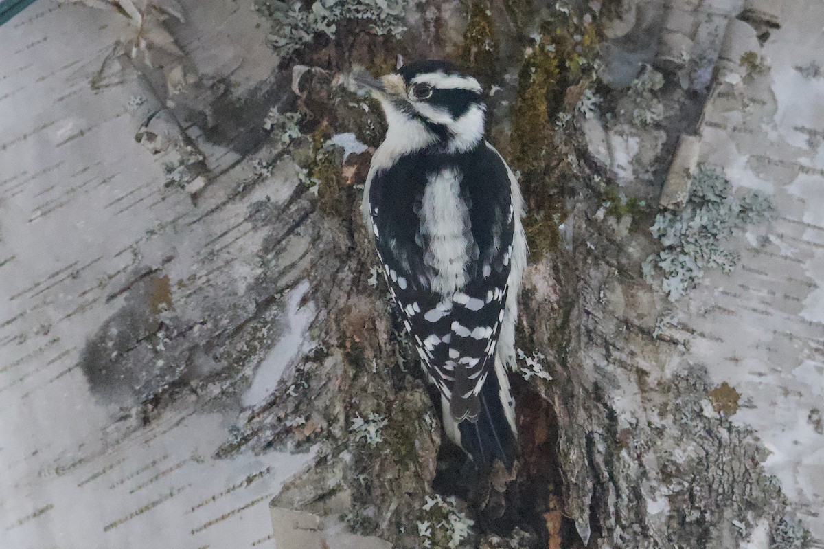 Downy Woodpecker - ML647125835