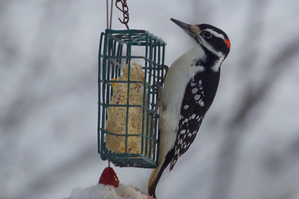 Hairy Woodpecker - ML647125837