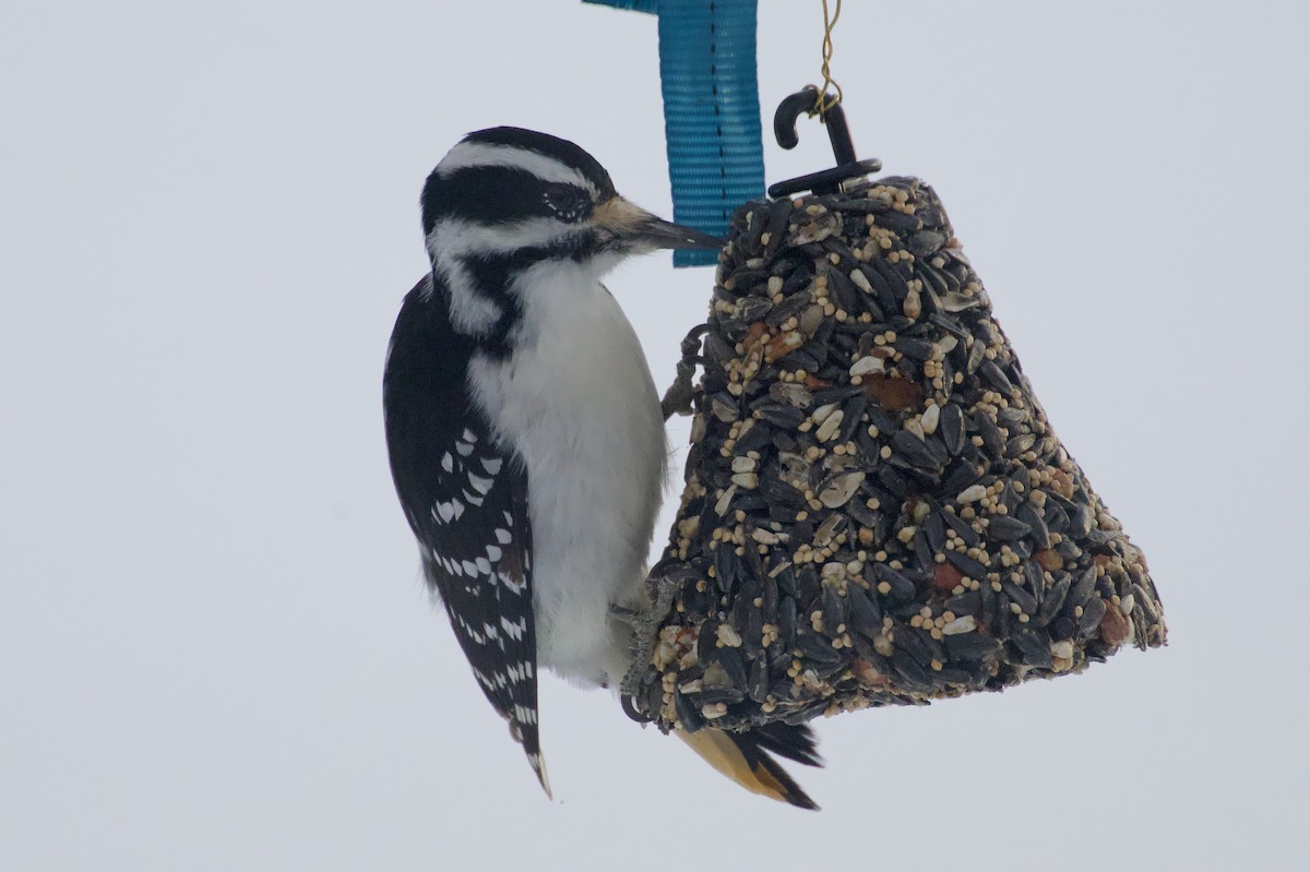 Hairy Woodpecker - ML647125838