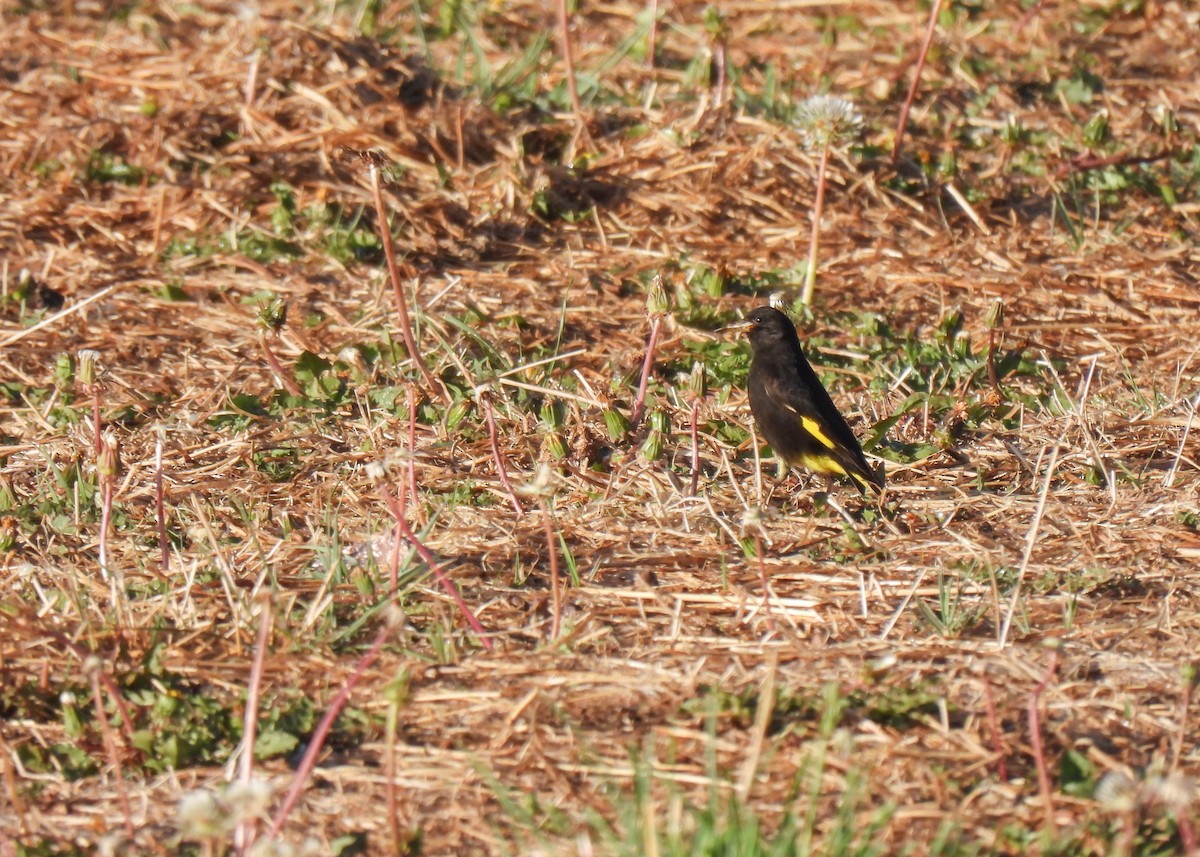 Black Siskin - ML647125839
