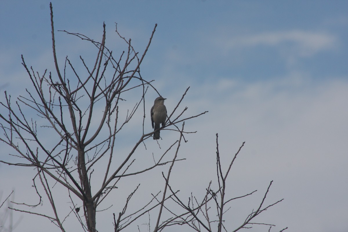 חקיינית צפונית - ML647125841