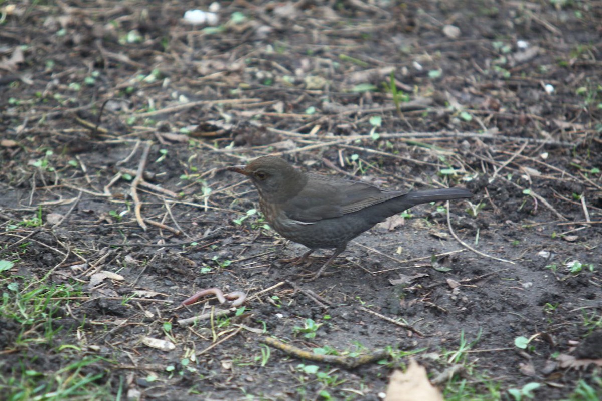 Eurasian Blackbird - ML647125848