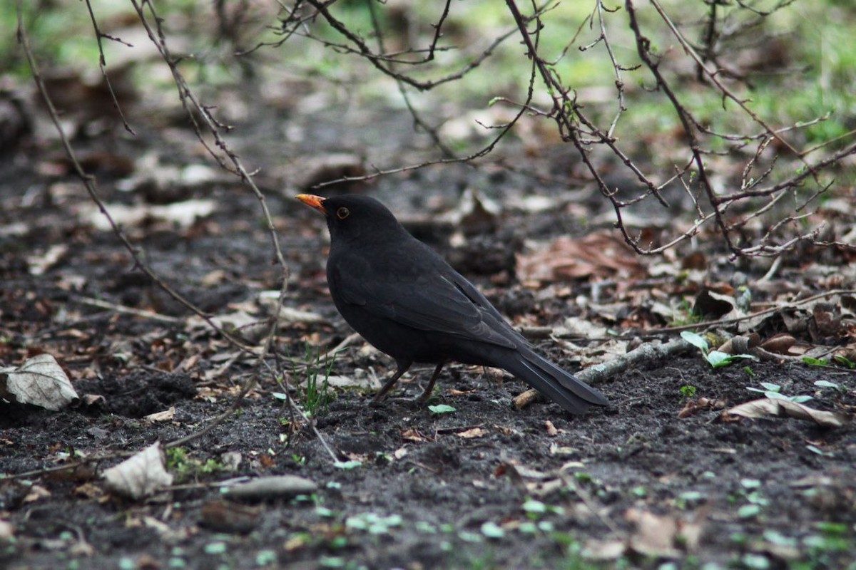 Eurasian Blackbird - ML647125849