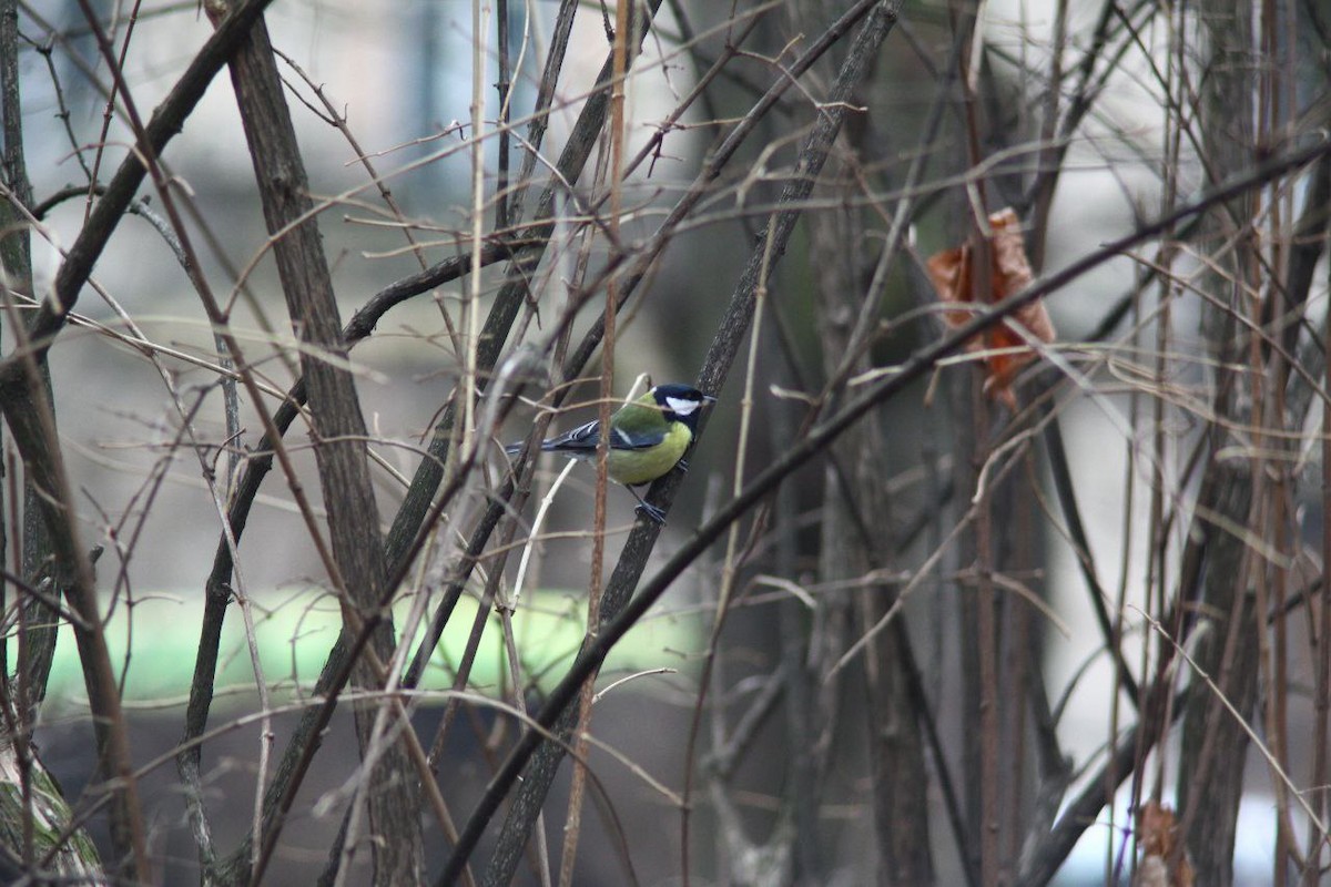 Kohlmeise - ML647125850