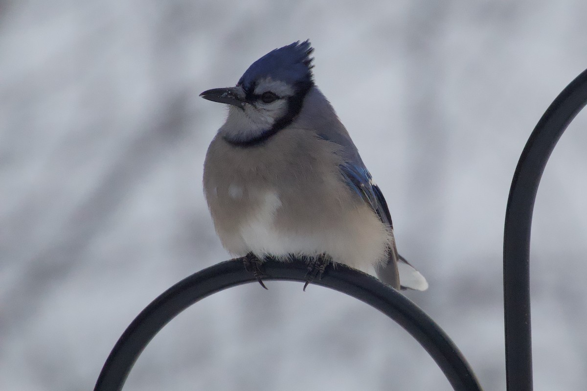 Blue Jay - ML647125853