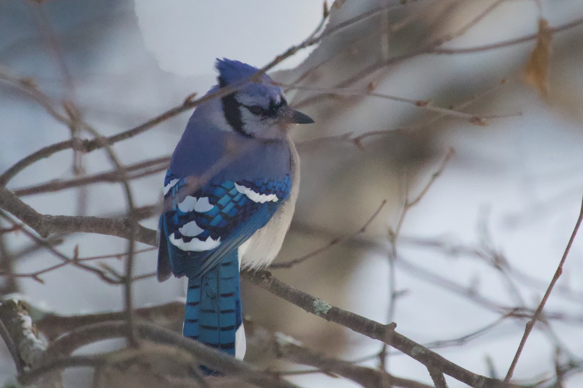 Blue Jay - ML647125854