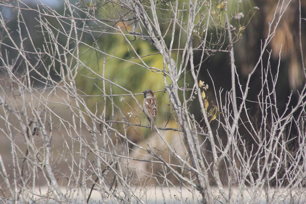 דרור הבית - ML647125855