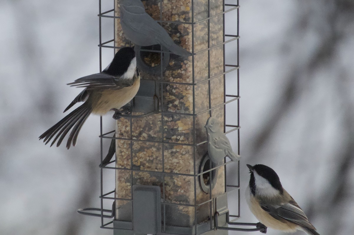 Black-capped Chickadee - ML647125861