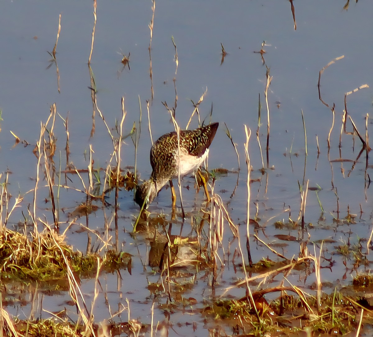 Wood Sandpiper - ML647125871