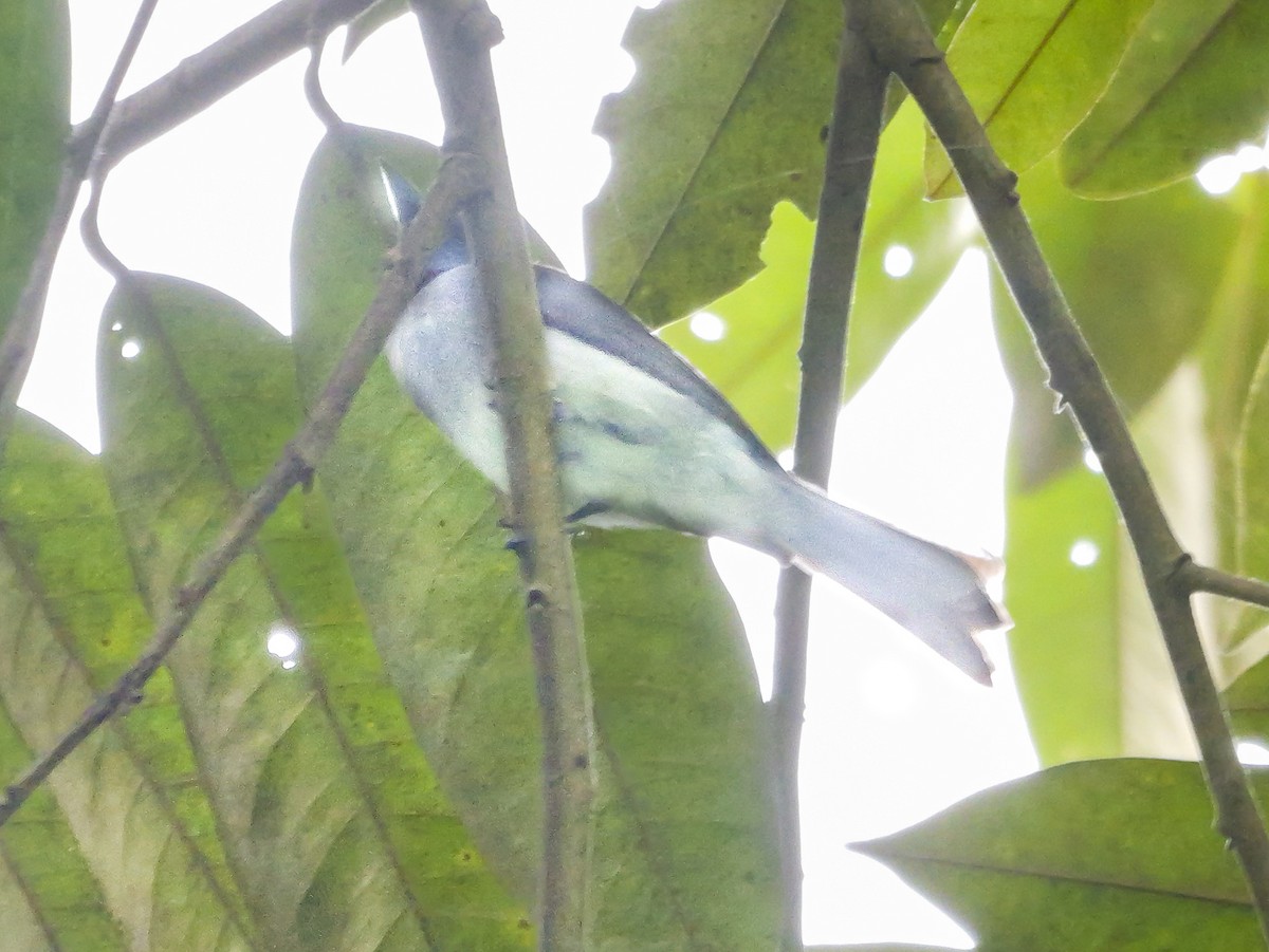 Black-naped Monarch - ML647125877