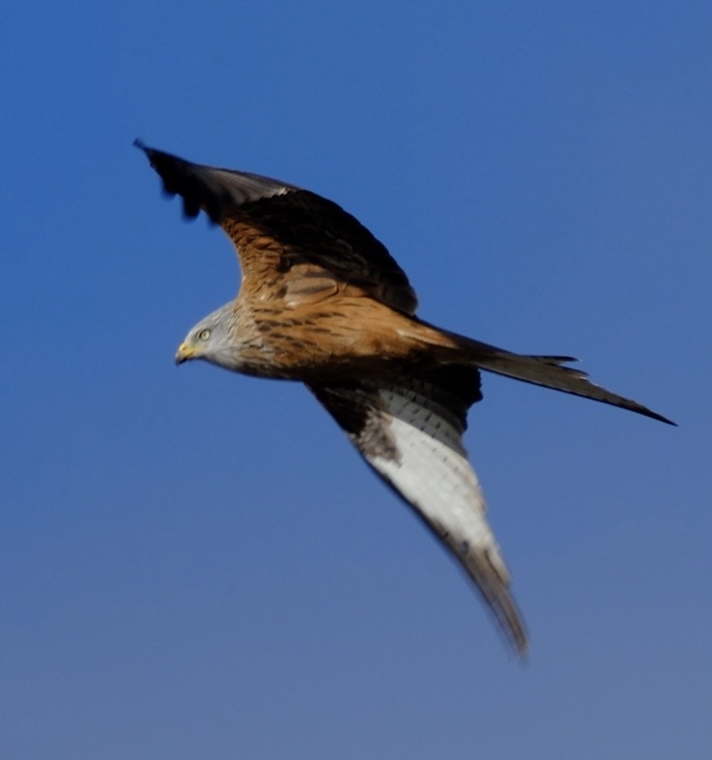 アカトビ - ML647125881