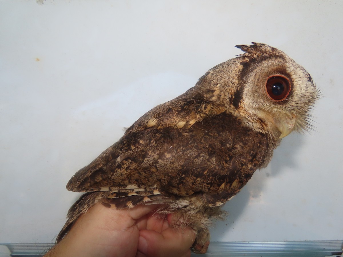 Collared Scops-Owl - ML647125885