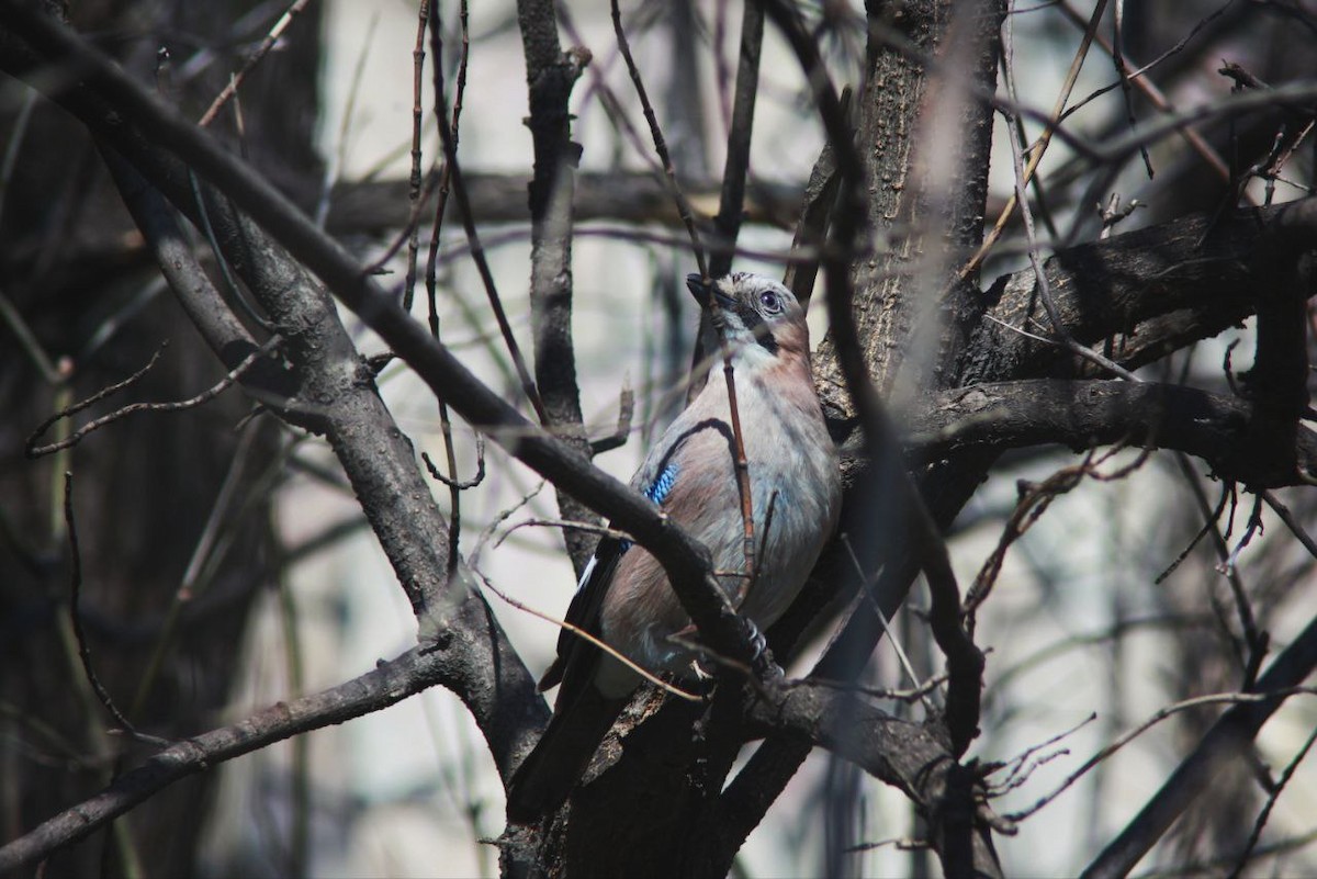 Eichelhäher - ML647125890