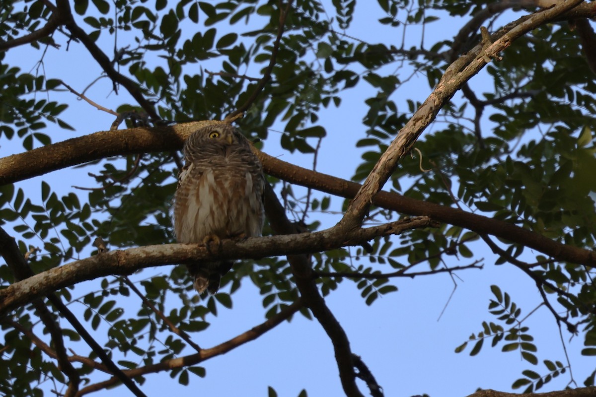 Chevêchette cuculoïde - ML647125893