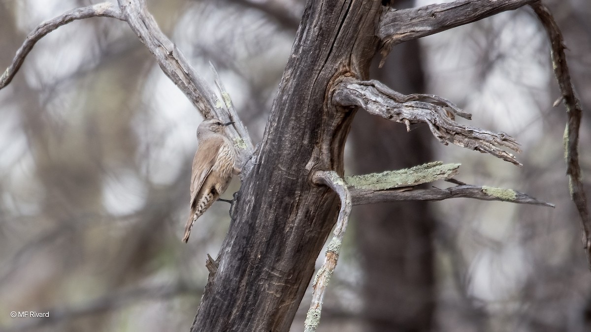 lezčík hnědý - ML647125897