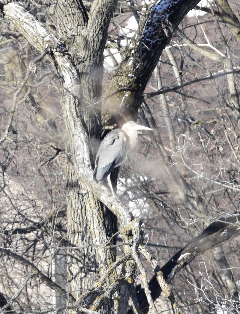 Great Blue Heron - ML647125904