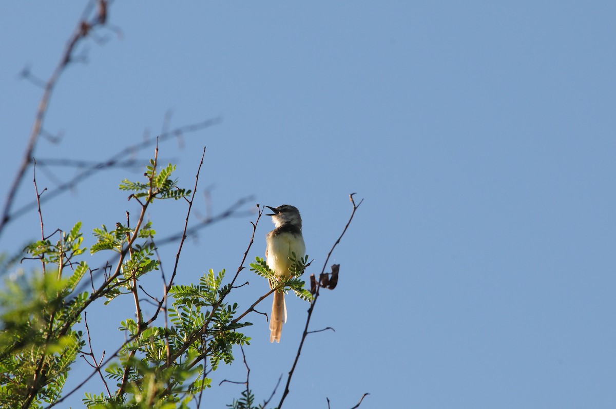 Kara Göğüslü Prinya - ML647125909