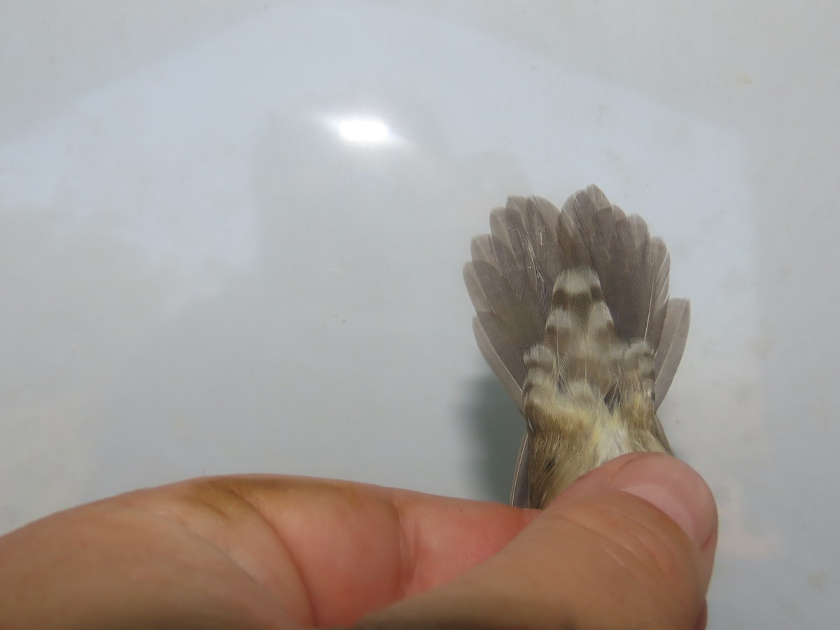 Baikal Bush Warbler - ML647125913