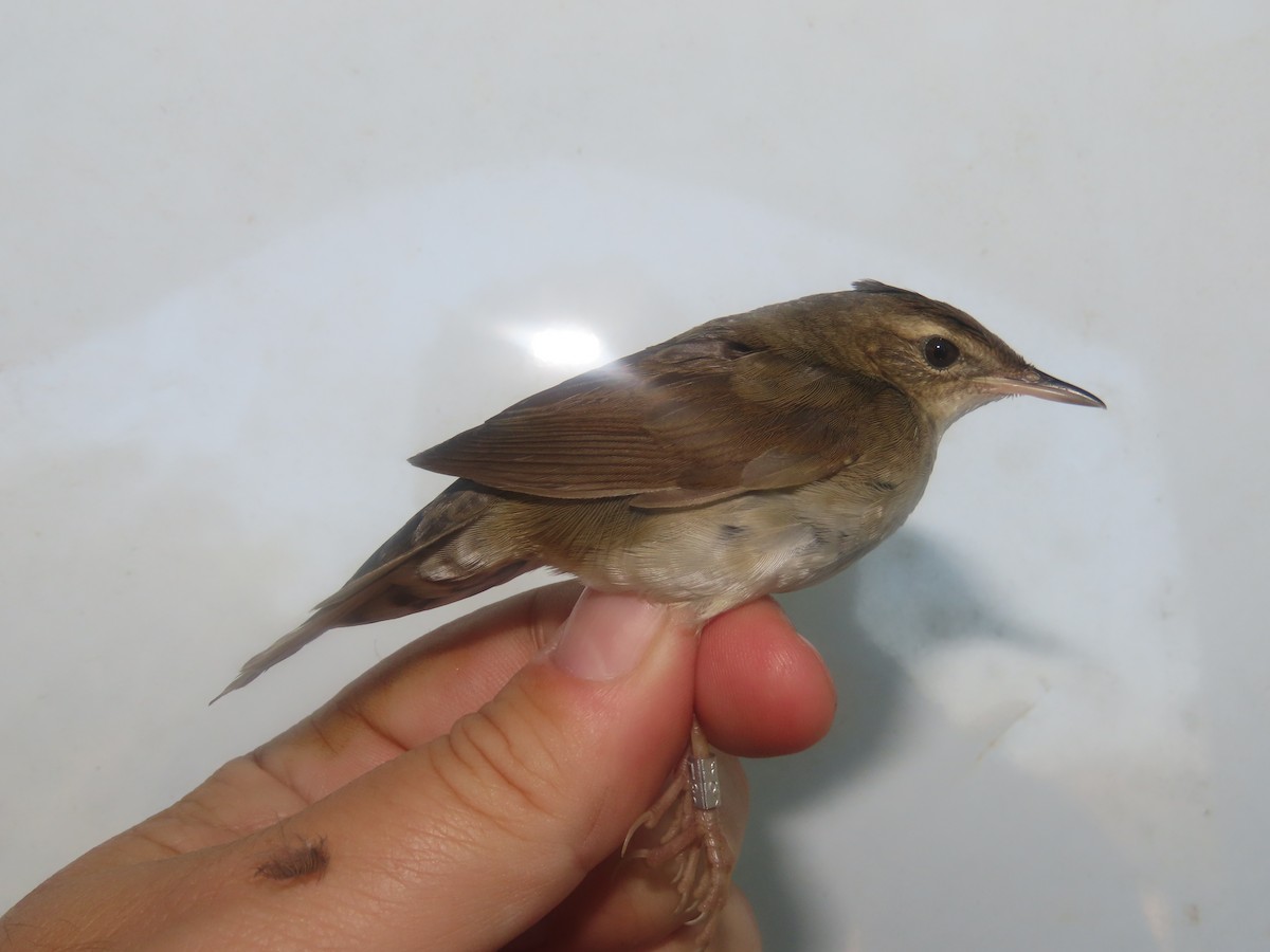 Baikal Bush Warbler - ML647125914