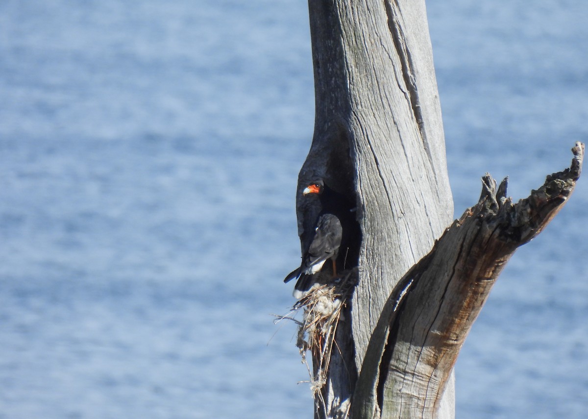 Mendi-karakara - ML647125915