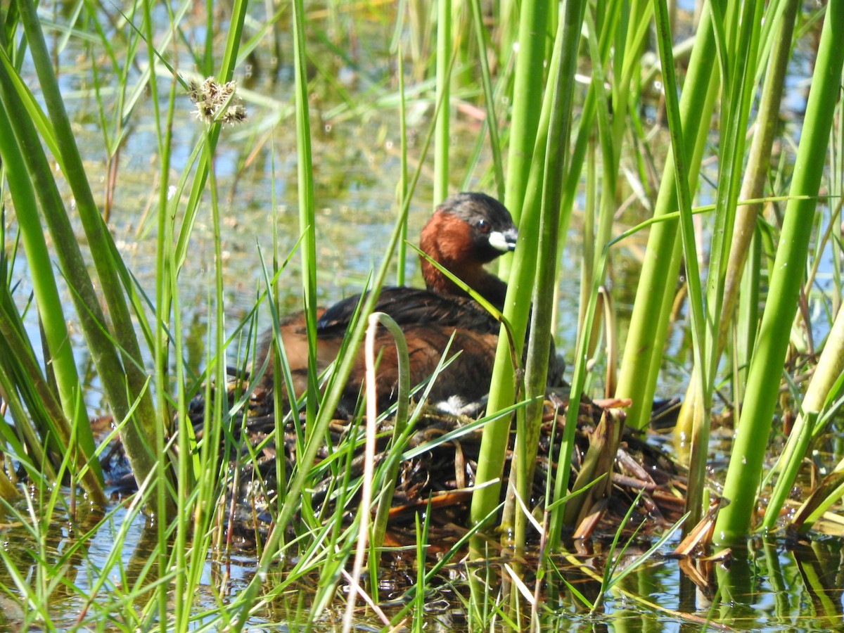 Little Grebe (Little) - ML647125922