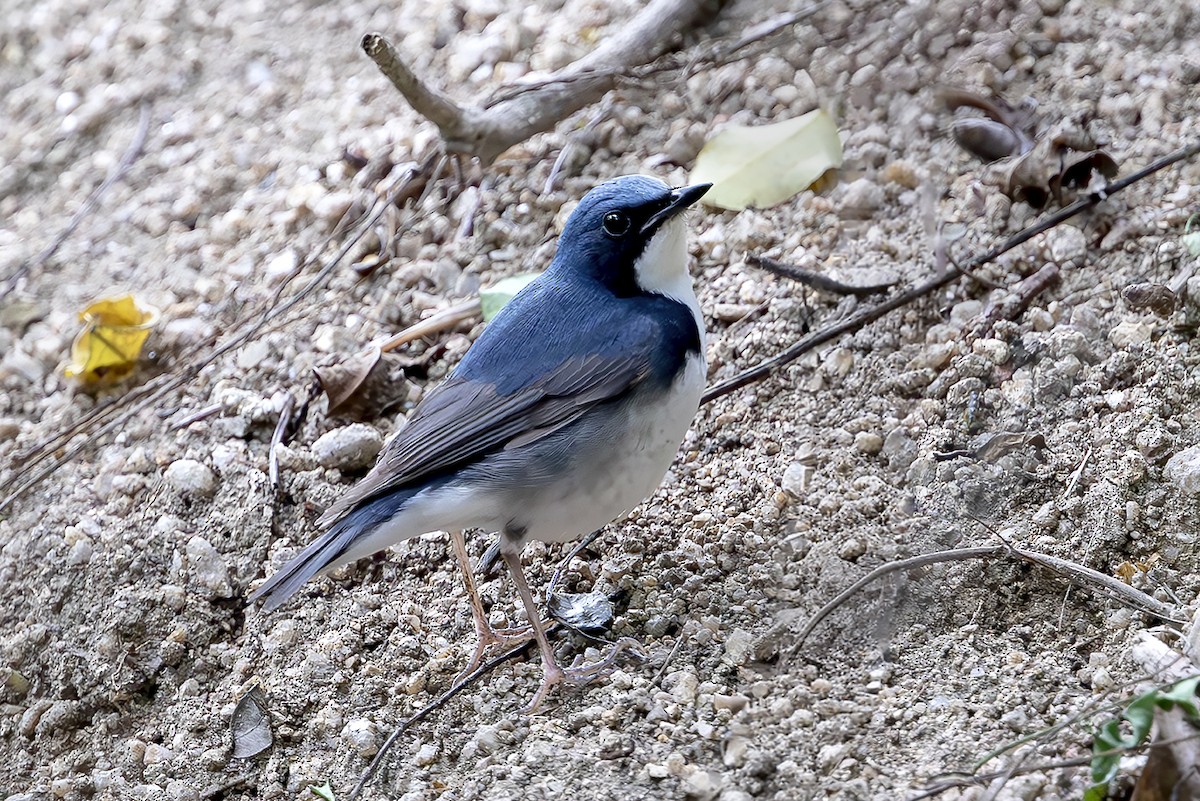 Siberian Blue Robin - ML647125925