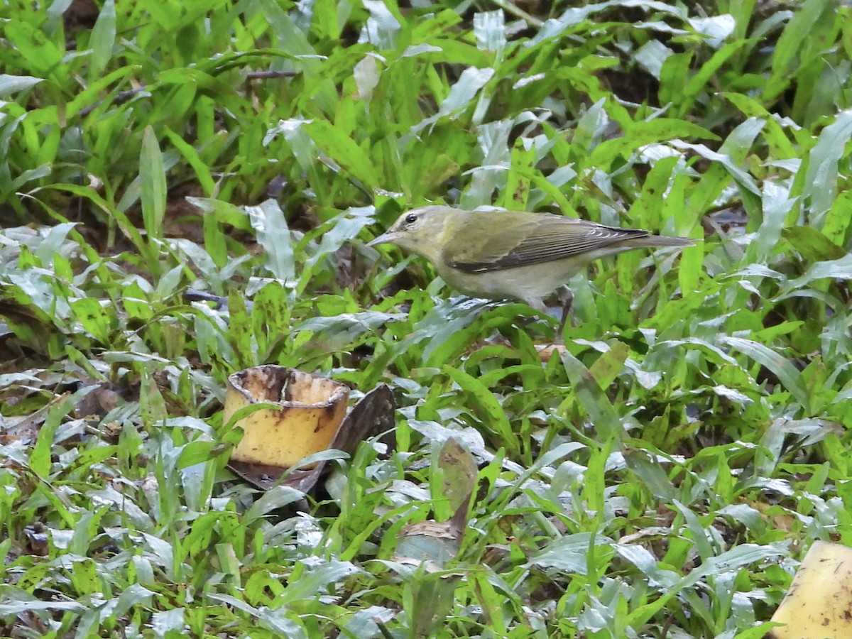 Червоїд світлобровий - ML647125936