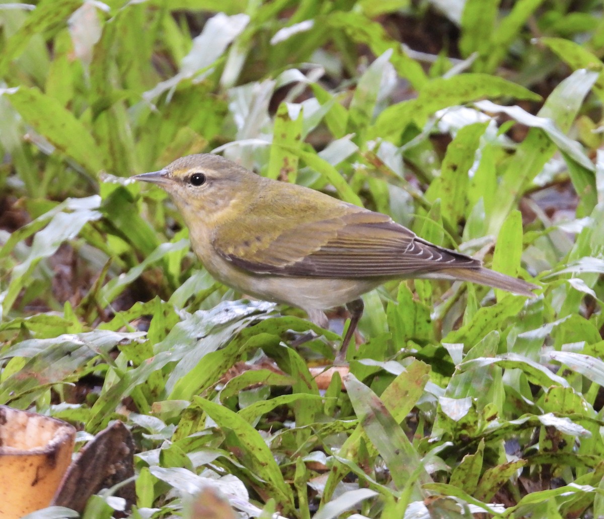 Червоїд світлобровий - ML647125937