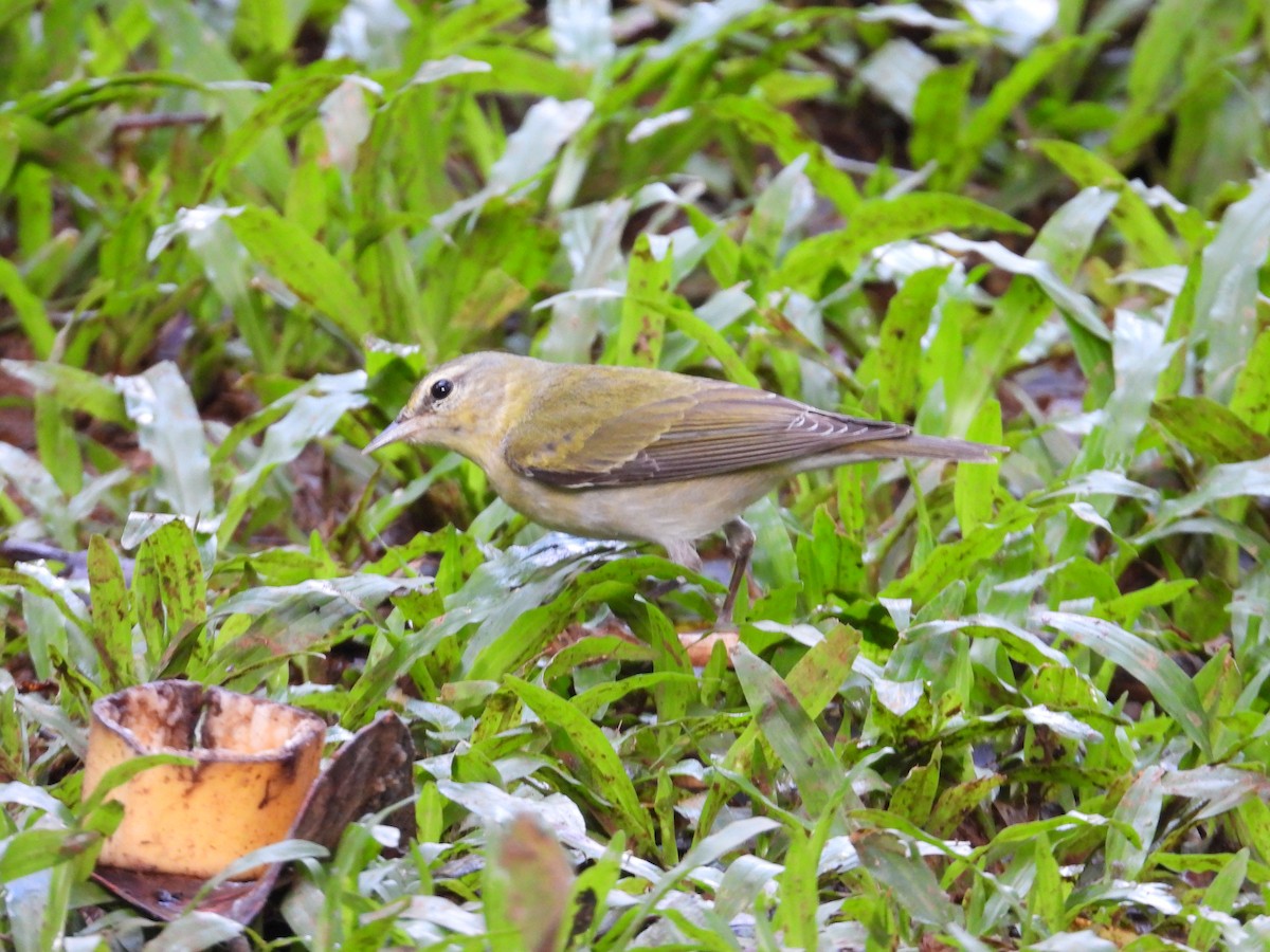 Червоїд світлобровий - ML647125938