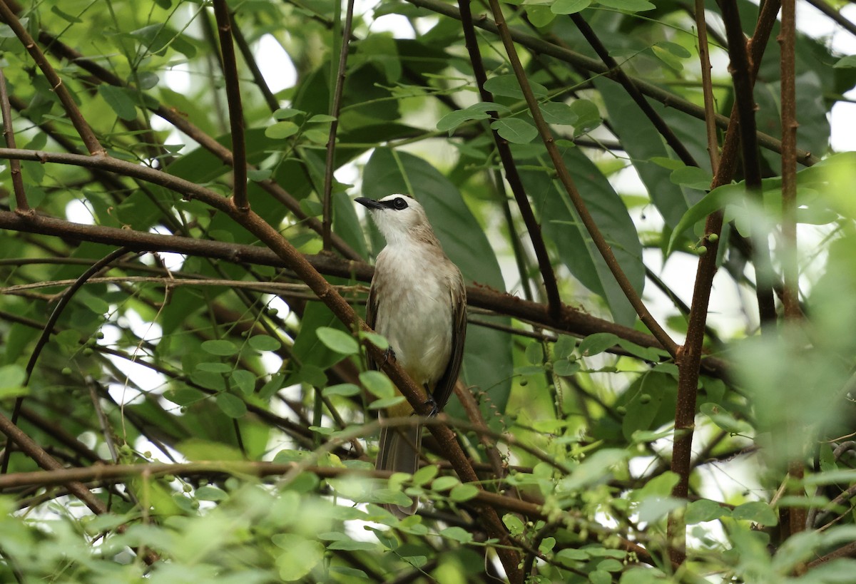 Бюльбюль широкобровий - ML647125941