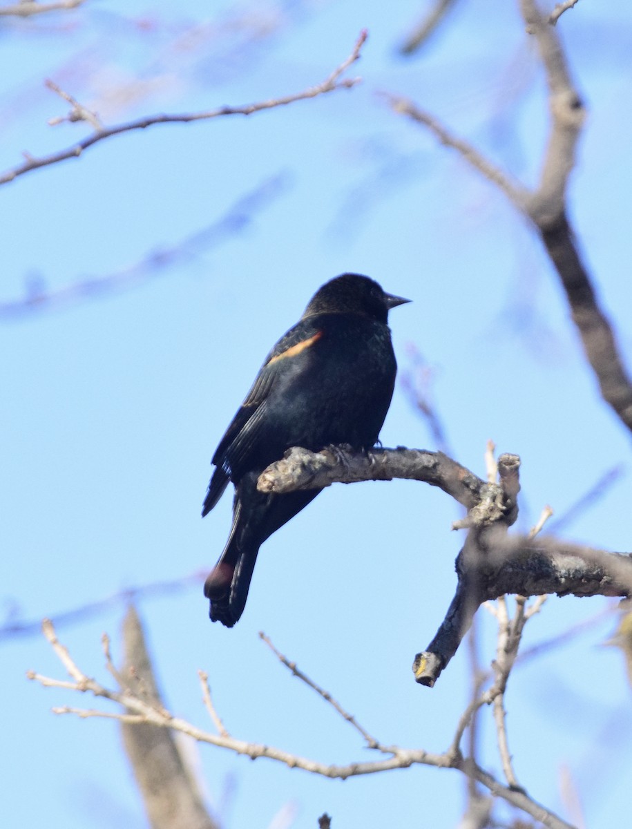Red-winged Blackbird - ML647125942