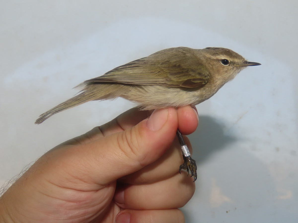 嘰喳柳鶯(tristis) - ML647125943