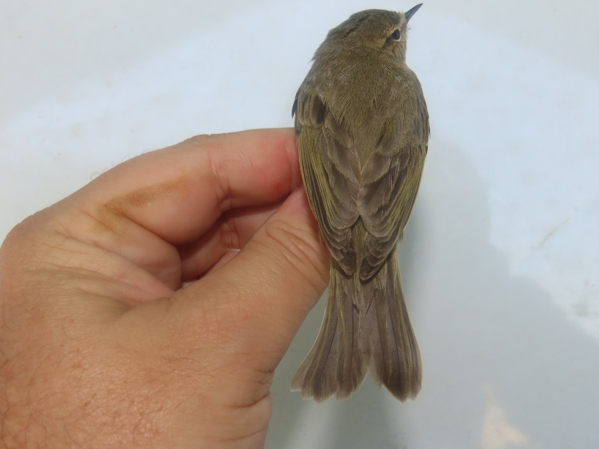 嘰喳柳鶯(tristis) - ML647125944