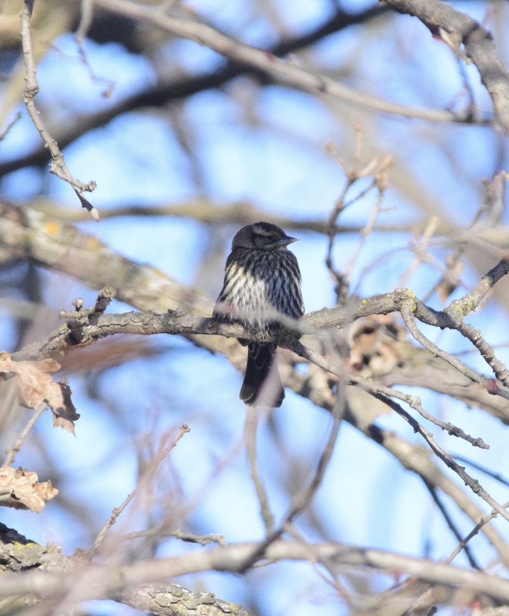 Red-winged Blackbird - ML647125948