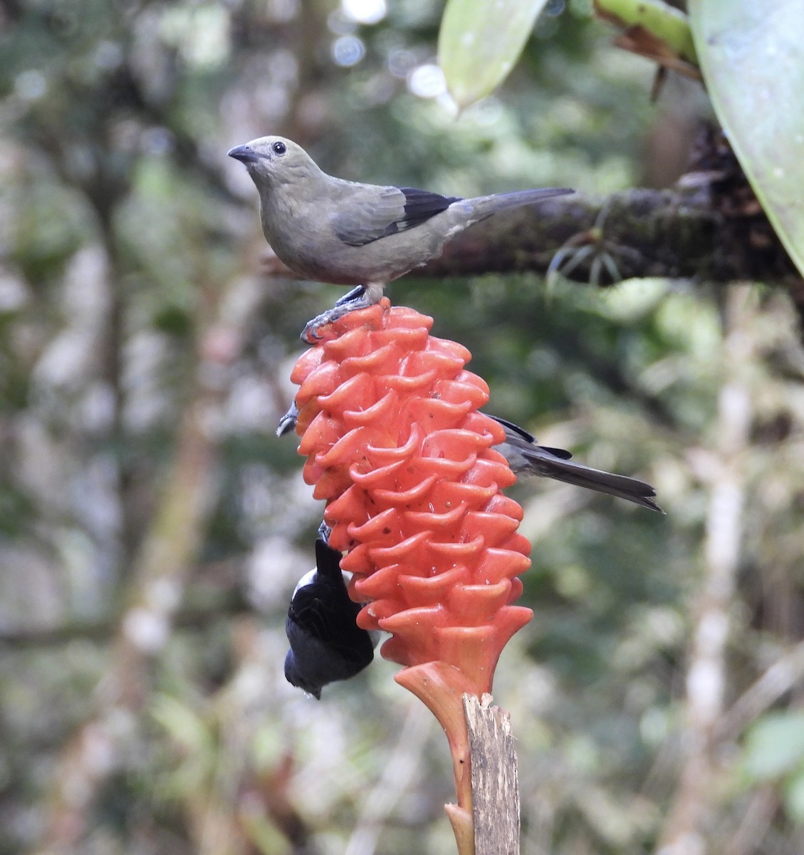 Palmentangare - ML647125949