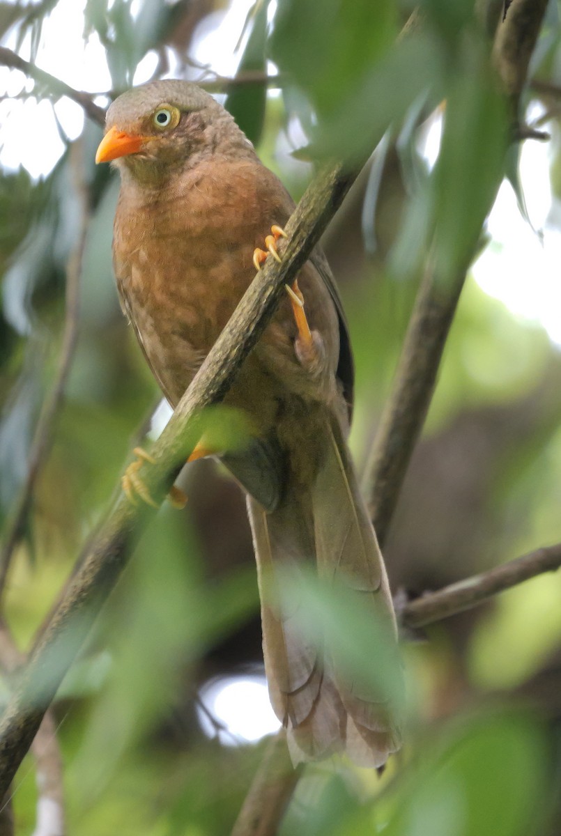 Orange-billed Babbler - ML647125952