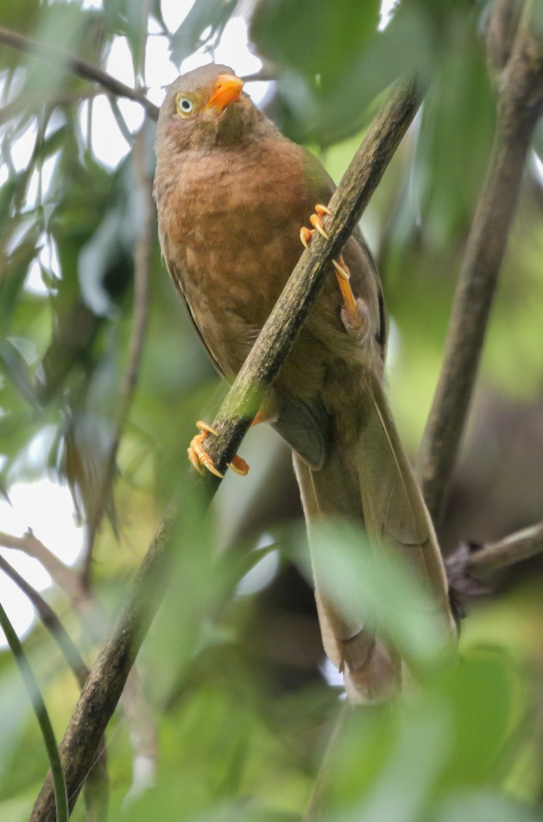 Orange-billed Babbler - ML647125953